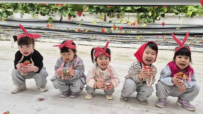 ▲ 6일 의성 단북면 딸기 농장에서 유치원 유아들이 수확한 딸기를 들고 쪼그려 앉아 체험을 마무리하고 있다. 의성교육청 제공