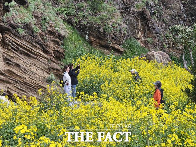 울릉군 울릉군 서면 구암마을 인근, 지질명소로 이름난 수층버섯바위 주변이 노란 유채꽃이 만개했다. 이곳은 차량들이 연신 멈춰 서서 사진을 찍는 이른바 '인생샷' 명소로 빠르게 입소문을 타고 있다. / 독자제공