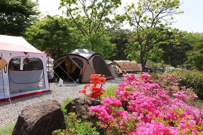 가산수피아 내 별빛잠뜰 캠핑장의 낮 모습. 경북문화관광공사 제공
