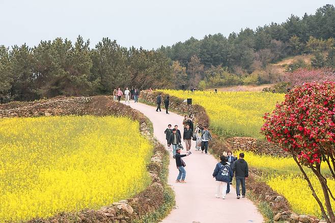 전남 완도군 청산도 내 슬로길걷기 축제장을 찾은 관광객들이 유채꽃 사이를 거닐고 있다. [사진 완도군]