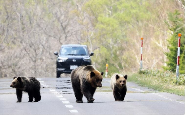 지난 2022년 일본 홋카이도의 도로에 나타난 불곰. 마이니치신문 캡처