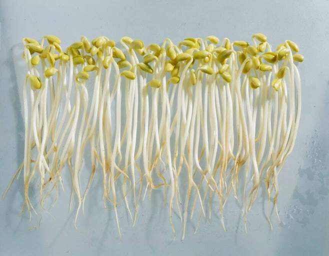 콩나물은 가격도 저렴하지만, 영양학적 측면에서 매우 우수한 식품이다.&nbsp;게티이미지뱅크