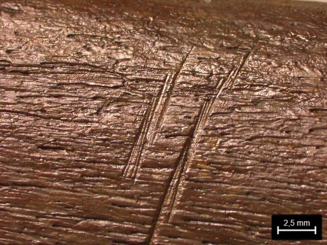 갈비뼈에 남은 절단면. Ivo Verheijen, Lower Saxony State Office for Heritage (NLD)