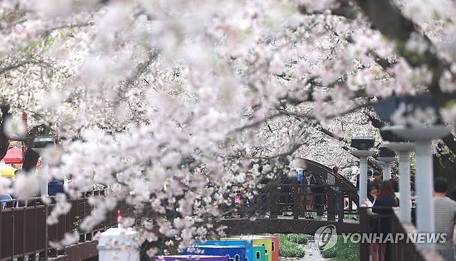 진해 여좌천 일원 벚꽃 [연합뉴스 자료사진]