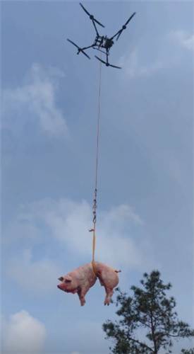 '드론으로 돼지 운반' [홍콩 성도일보 캡처. 재판매 및 DB금지]