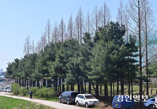 8일 오전 인천시 계양구 서운동의 계양구 나무은행 부지에 갈곳잃은 나무들이 심어져 있다. 2026.4.8 /조재현기자 jhc@kyeongin.com