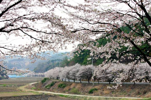 청양군 벚꽃길