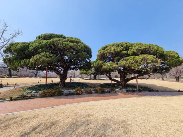 일제강점기 대구신사 앞을 지키던 가이즈까 향나무들.