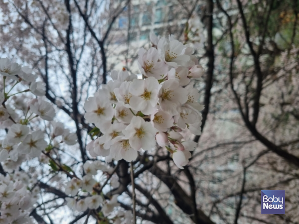 동네 벚꽃. 입원 했다가 갑자기 돌아가신 탓에 집에 다시 못 오셨다. 발인하는 날 집에 좀 들렀다 가자고 할 걸. 산책할 때마다 후회된다. 아부지 집에 못 왔다 그렇게 가신 게 두고 두고 슬프다. ⓒ최은경