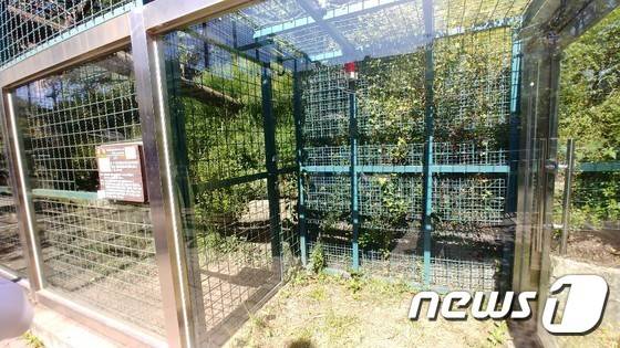 2018년 9월 퓨마 뽀롱이가 탈출한 대전 오월드 사육장 ⓒ 뉴스1 김종서 기자
