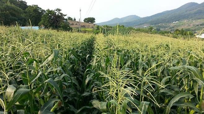 지난해 괴산에서는 1539농가에서 대학찰옥수수를 재배, 300억 원의 매출을 올렸다.