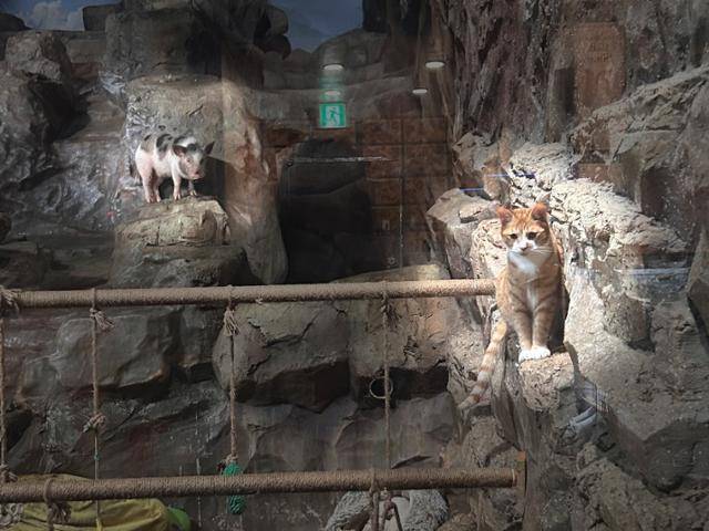 3월 부천의 한 아쿠아리움에서 여러 종의 동물들이 한 곳에 전시되어 논란이 일었다. 한국고양이보호협회 홈페이지 캡처