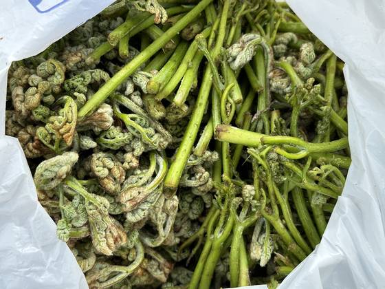 지난 19일 오전 10시 제주 한라산 고사리 채취객. 최충일 기자