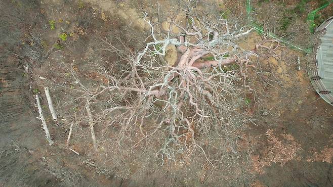경상북도 울진 소광리 대왕소나무.[녹색연합 제공]
