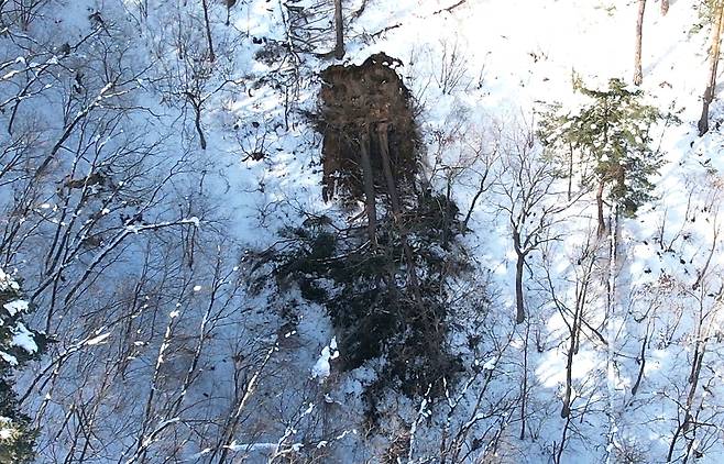경상북도 울진 소광리에 있는 한 소나무의 뿌리가 뽑혀 있다.[녹색연합 제공]