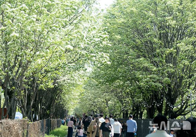 [전주=뉴시스] 김얼 기자 = '2025 전주 이팝나무 축제'가 열린 26일 전북 전주시 팔복동 북전주선을 찾은 시민들이 개화를 시작한 이팝나무를 바라보며 주말을 즐기고 있다. 2025.04.26. pmkeul@newsis.com
