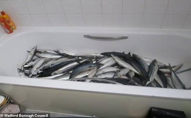 욕조에 가득 쌓인 생선 [출처=왓퍼드 자치구 의회]
