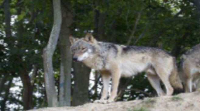 대전 오월드 한국 늑대. 오월드 홈페이지 캡처