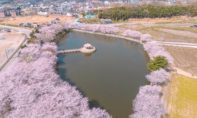 벚꽃이 만개한 골정지 전경.&nbsp;충남관광 홈페이지 캡처