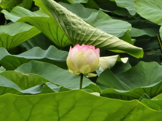 골정지 연꽃. 당진시 제공