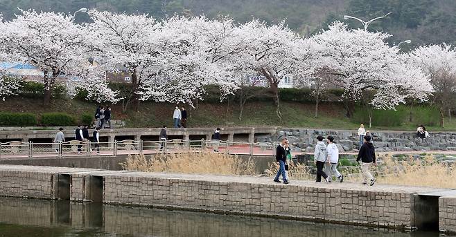 정읍천 벚꽃 [정읍시 제공. 재판매 및 DB 금지]