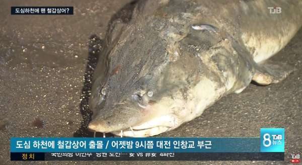 지난 2017년 대전천에서 발견된 몸길이 1.6m의 철갑상어