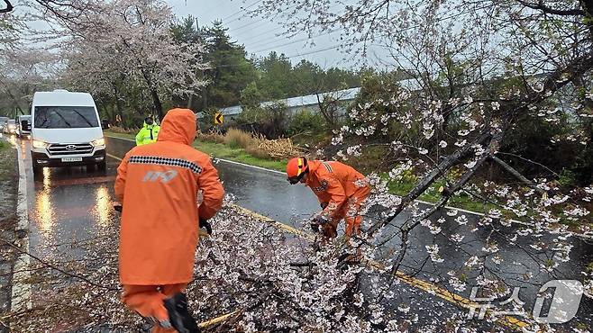강풍에 쓰러진 벚나무(제주소방본부 제공. 재판매 및 DB금지)/뉴스1
