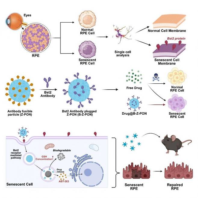 연구그림, 노화된 망막색소상피세포만을 타켓으로 셀놀리틱 약물을 전달하는 나노 입자.