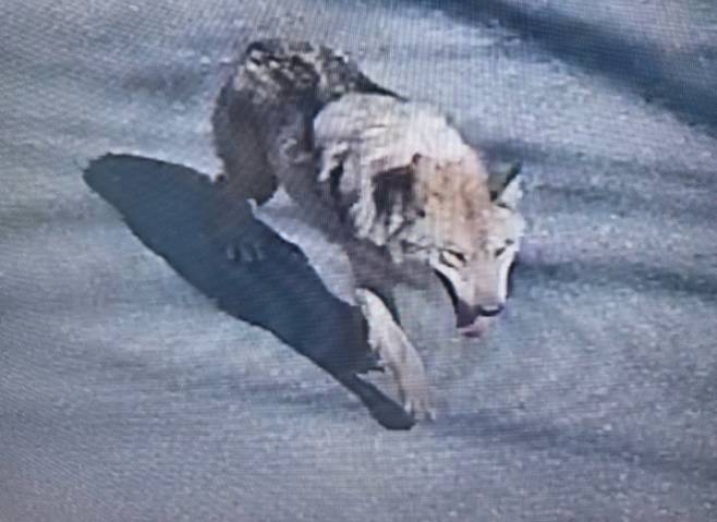 대전 오월드 늑대 탈출 CCTV