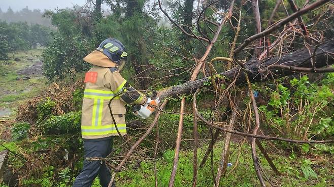 오늘(9일) 오후 제주시 구좌읍 가로스 전도 복구 현장 (제주소방안전본부)