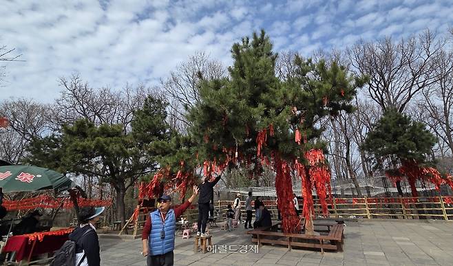 소원을 비는 나무에 묶인 붉은띠