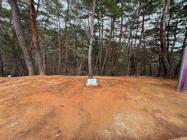 강원 영월 장릉 정령송 주변 들꽃 식재 예정 공간. 국가유산청