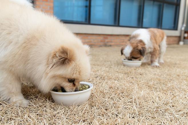 사료를 먹는 반려견 [농촌진흥청 제공]