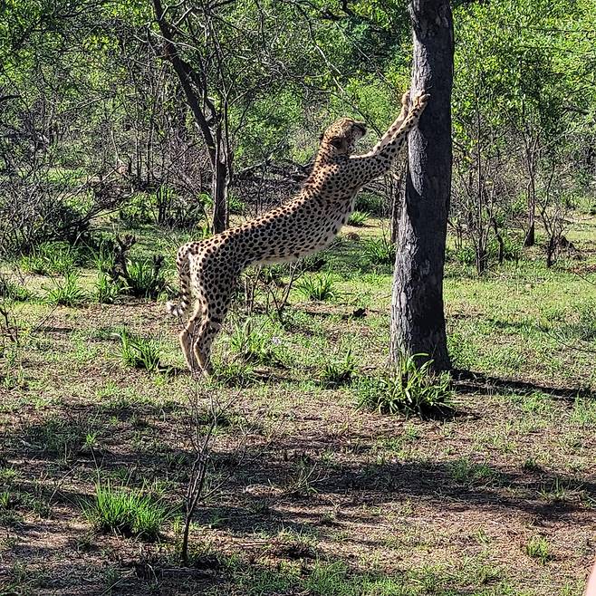 쿠르거 국립공원의 치타 [티모시 디킨스 제공. 재판매 및 DB 금지]