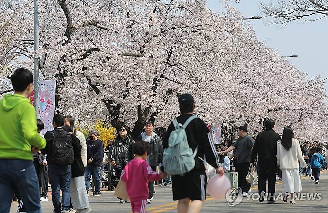 여의도 봄꽃축제 벚꽃 만개 (서울=연합뉴스) 류영석 기자 = 주말인 5일 여의도 봄꽃축제가 열린 서울 여의도 윤중로에서 시민들이 만개한 벚꽃길을 즐기며 걸어가고 있다. 2026.4.5 ondol@yna.co.kr