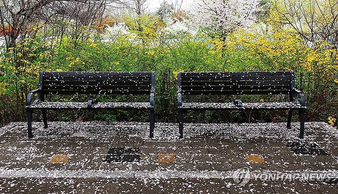 벚꽃 비 내린 벤치 (서울=연합뉴스) 최재구 기자 = 밤사이 비바람이 불었던 6일 벚꽃축제가 열리고 있는 서울 여의도 윤중로에 놓인 벤치에 벚꽃잎이 떨어져 있다. 2026.4.6 jjaeck9@yna.co.kr