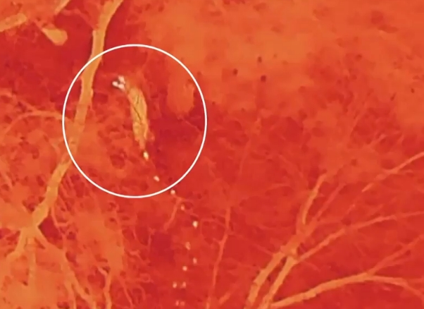 대전 오월드 인근서 열화상 드론에 포착된 ‘늑구’. (출처=YTN 캡처)