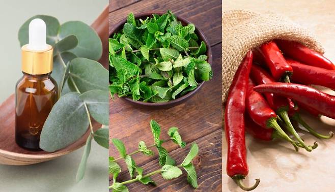 민트, 유칼립투스, 고추 등에 포함된 화합물을 조합했을 때 면역세포의 염증 반응이 단독 사용 대비 수백 배까지 감소한 것으로 확인됐다. 사진=게티이미지뱅크 편집