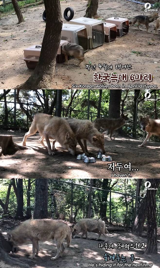 동물원에서 생일파티를 즐기고 있는 늑대들(오월드 유튜브 갈무리) ⓒ 뉴스1
