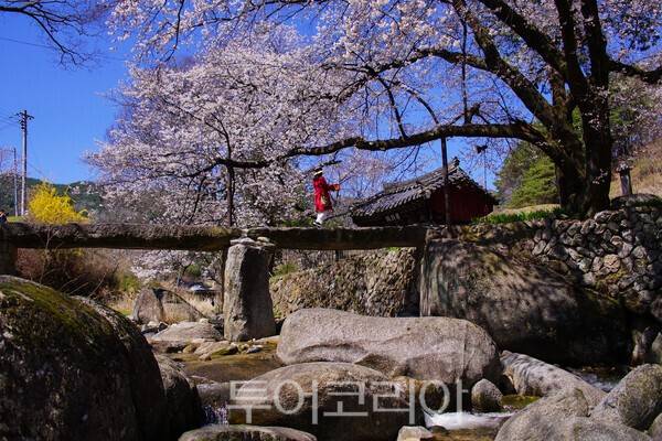 용원정 벚꽃의 모습 / 사진_투어코리아 유지훈 기자