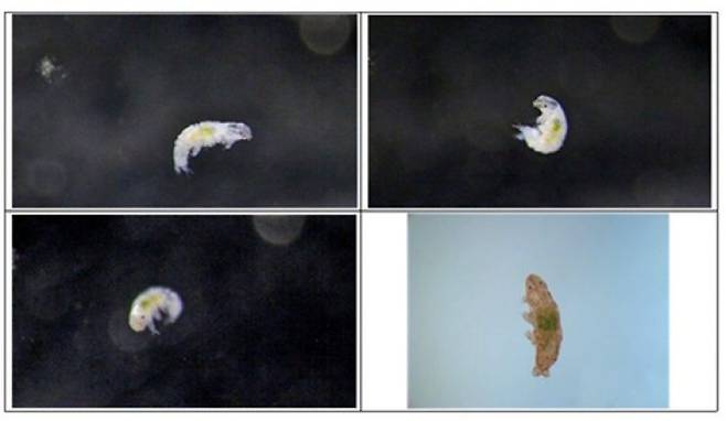 실험실에서 번식에 성공한 신종 완보동물 '닥틸로비오투스 오비뮤탄스(Dactylobiotus ovimutans)'. 이 완보동물은 남극세종기지 인근에서 발견됐다. 과학기술연합대학원대학교