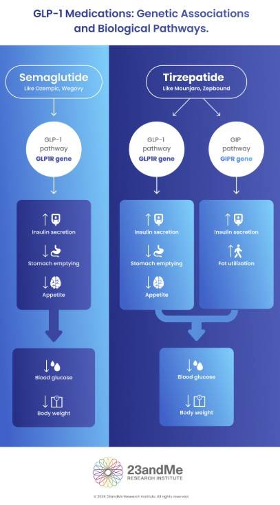 GLP-1 계열 비만 치료제인 세마글루타이드(위고비·오젬픽)와 티르제파타이드(마운자로·젭바운드)의 작용 경로. 23앤드미 연구소 제공