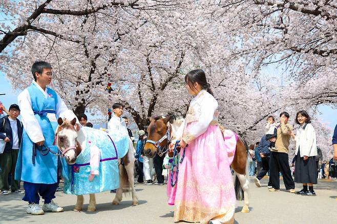 렛츠런파크 서울 벚꽃축제 현장 모습. 사진=한국마사회