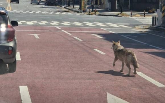 8일 오전 9시 30분쯤 대전 중구 사정동 오월드에서 탈출한 늑대 1마리가 오월드 인근 사거리 부근에서 발견됐다. [사진=대전소방본부]