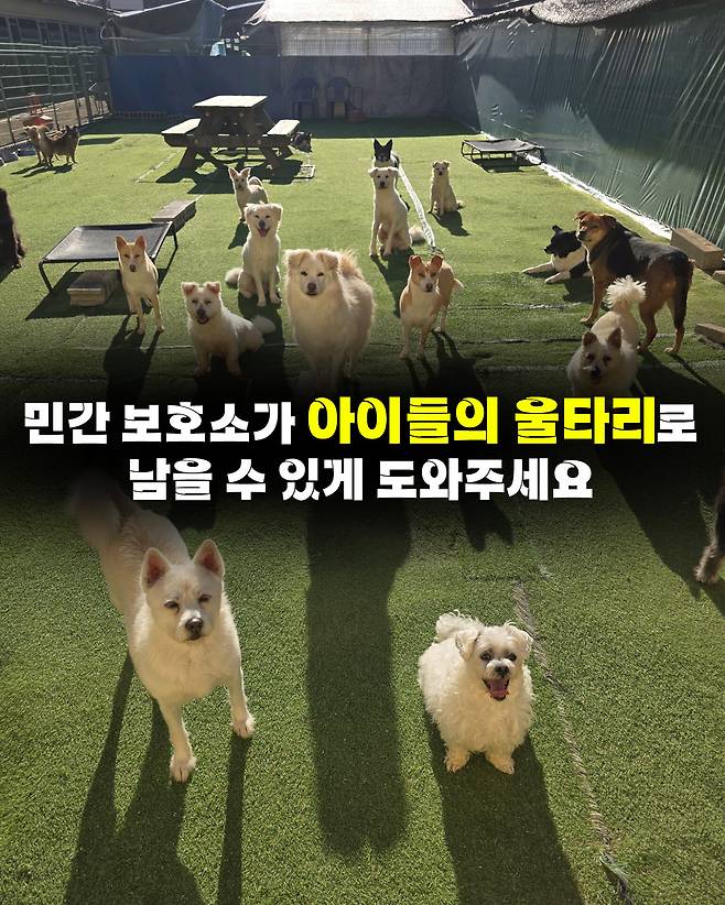 민간동물보호시설. 민간 보호소 신고제 개정을 촉구하는 시민 모임 제공