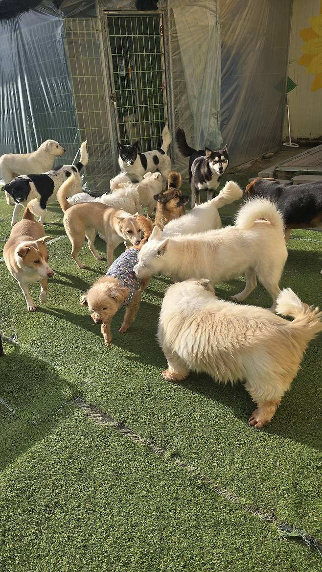 민간동물보호시설. 민간 보호소 신고제 개정을 촉구하는 시민 모임 제공
