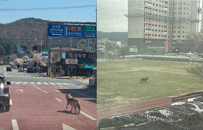 허위로 판명된 오월드 동물원 탈출 늑대 ‘늑구’ 목격 제보 사진. 대전소방본부 제공 및 인터넷 캡처