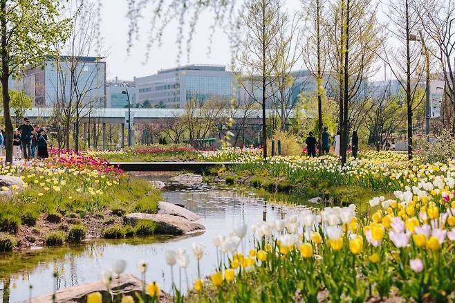 서울식물원의 튤립 꽃길 [서울식물원]