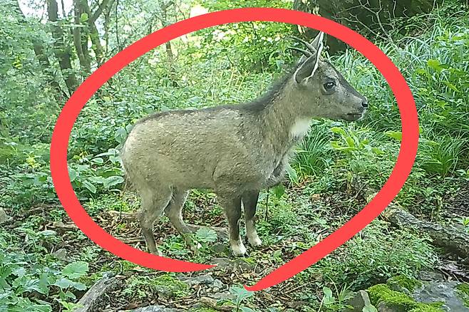 경북 주홀산에서 포착된 산양.[녹색연합 제공]