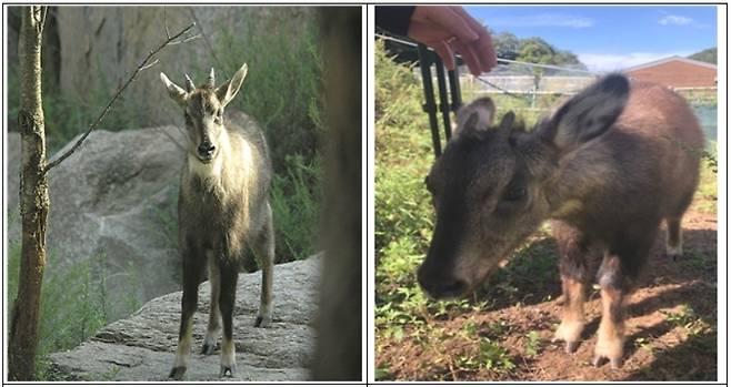산양.[국립생물자원관 제공]